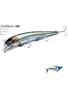 Molix Audace 130