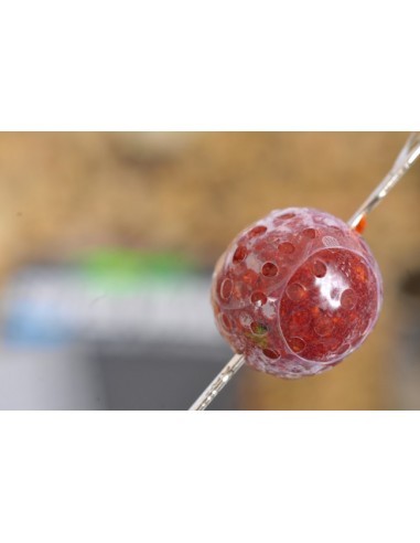 Korda Super Wrap Size Small 8-12 mm Baits