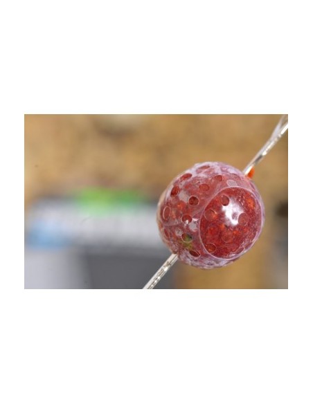 Korda Super Wrap Size Small 8-12 mm Baits