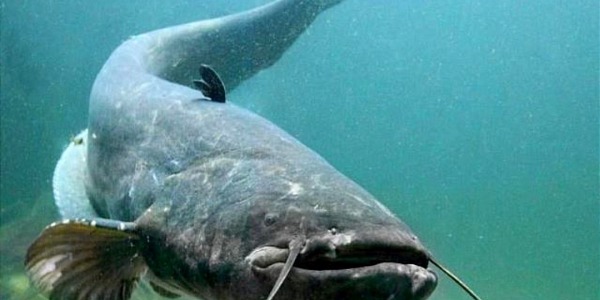 Pesca al siluro a Spinning: le regole fondamentali per una uscita di pesca proficua