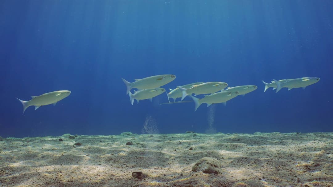 La Pesca del Cefalo: Tecniche Avanzate per Pescatori Esperti