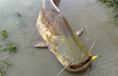 Pesca al siluro a Spinning: le regole fondamentali per una uscita di pesca proficua